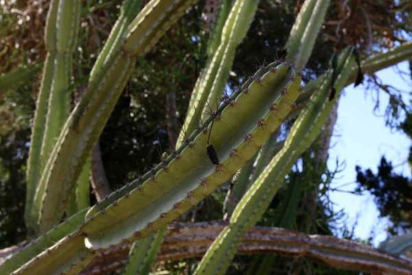 Parku Miejskim Północy Izraela Rosły Duże Kłujące Kaktusy — Zdjęcie stockowe