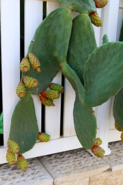 İsrail 'in kuzeyindeki Akdeniz kıyısındaki bir şehir parkında çit. 