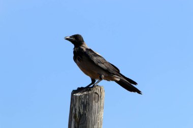 Büyük gri karga İsrail 'de Akdeniz kıyılarında bir sahilde yaşıyor. 