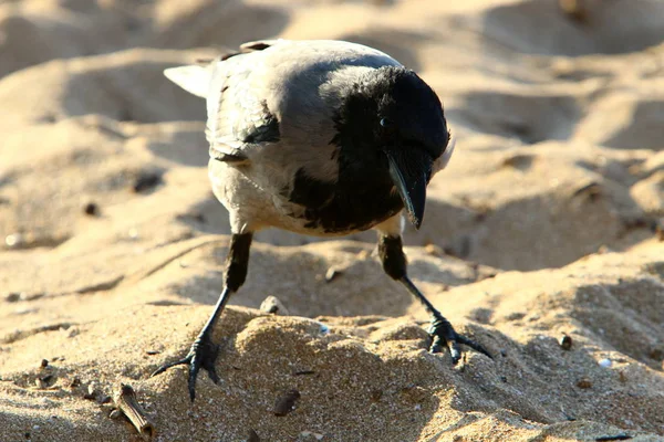 Grand Corbeau Gris Vit Sur Une Plage Sur Les Rives — Photo