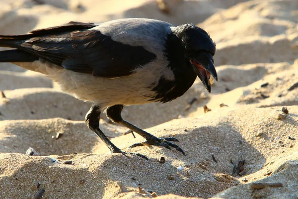 Gran Cuervo Gris Vive Una Playa Orillas Del Mar Mediterráneo —  Fotos de Stock