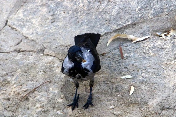 Grand Corbeau Gris Vit Sur Une Plage Sur Les Rives — Photo