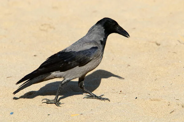 Velká Šedá Vrána Žije Pláži Břehu Středozemního Moře Izraeli — Stock fotografie