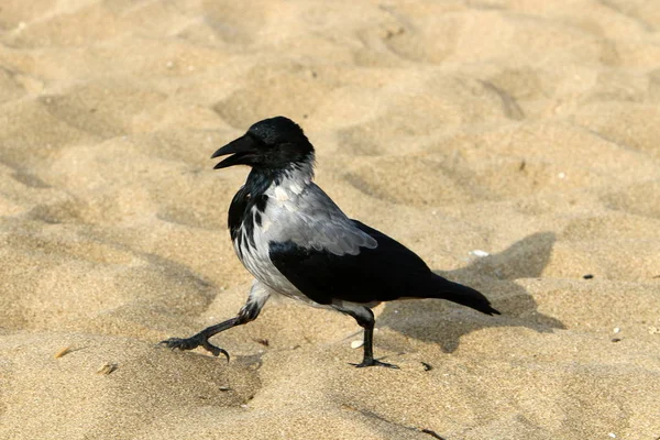 Grande Corvo Cinzento Vive Uma Praia Nas Margens Mar Mediterrâneo — Fotografia de Stock