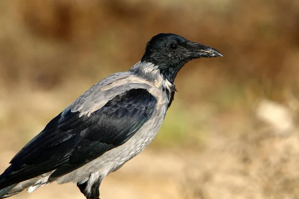 Grande Corvo Cinzento Vive Uma Praia Nas Margens Mar Mediterrâneo — Fotografia de Stock