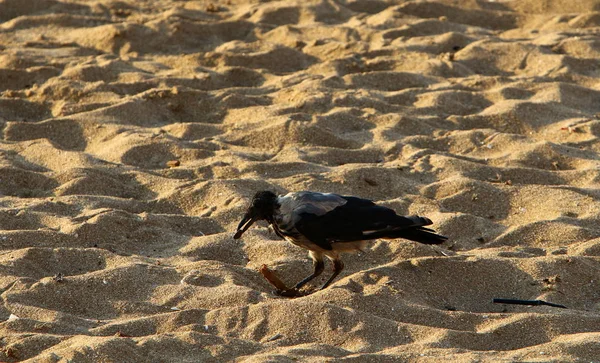 Gran Cuervo Gris Vive Una Playa Orillas Del Mar Mediterráneo —  Fotos de Stock