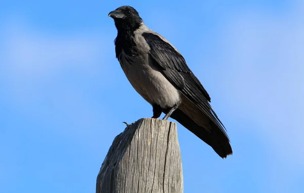 Big Gray Crow Lives Beach Shores Mediterranean Sea Israel — Stock Photo, Image