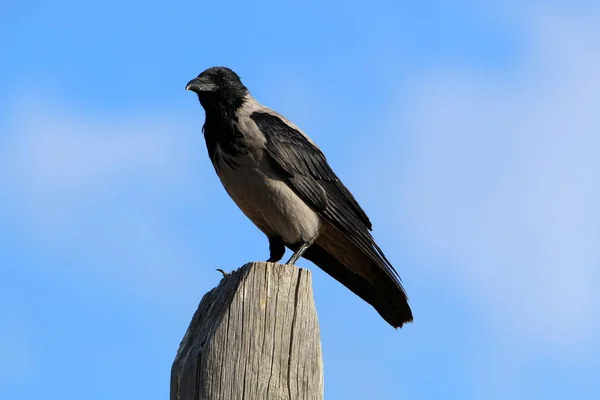 Grote Grijze Kraai Woont Een Strand Aan Oevers Van Middellandse — Stockfoto