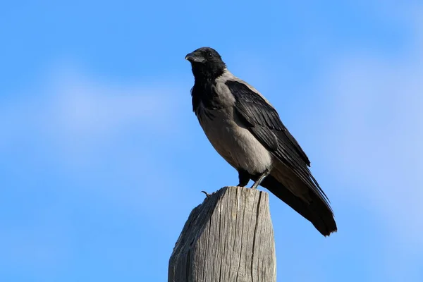 Big Gray Crow Lives Beach Shores Mediterranean Sea Israel — Stock Photo, Image