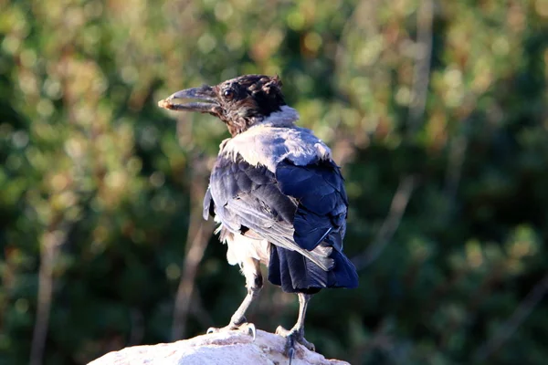 Big Gray Crow Lives Beach Shores Mediterranean Sea Israel — Stock Photo, Image