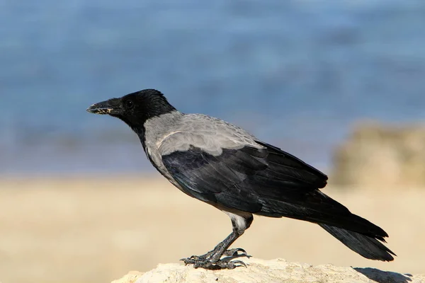 Big Gray Crow Lives Beach Shores Mediterranean Sea Israel — Stock Photo, Image