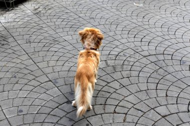 İsrail 'in büyük bir şehrinde şehir kaldırımı 