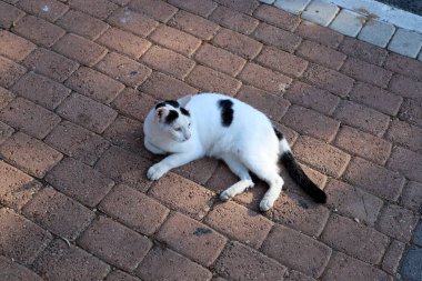 İsrail 'in büyük bir şehrinde şehir kaldırımı 