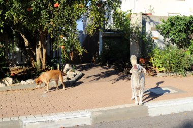 İsrail 'in büyük bir şehrinde şehir kaldırımı 