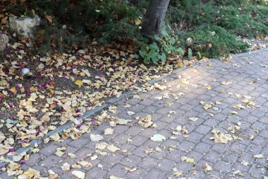 İsrail 'in büyük bir şehrinde şehir kaldırımı 