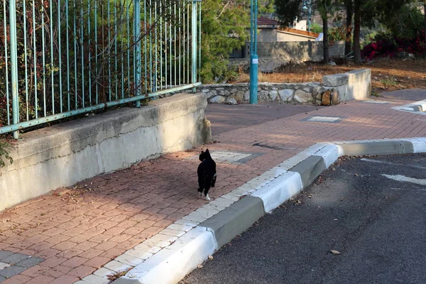 Trottoir Urbain Dans Une Grande Ville Israël — Photo