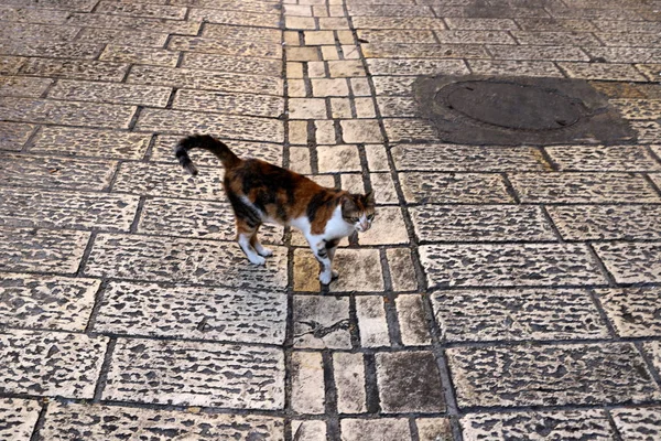 Městský Chodník Velkém Městě Izraeli — Stock fotografie