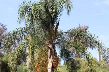 İsrail 'in kuzeyindeki yüksek hurma ağaçlarının bahçesinde, tomurcukları nazik, olgun hurma ağaçları yetiştirilmiştir. 