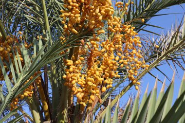 İsrail 'in kuzeyindeki yüksek hurma ağaçlarının bahçesinde, tomurcukları nazik, olgun hurma ağaçları yetiştirilmiştir. 