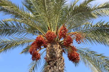 İsrail 'in kuzeyindeki yüksek hurma ağaçlarının bahçesinde, tomurcukları nazik, olgun hurma ağaçları yetiştirilmiştir. 
