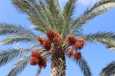 İsrail 'in kuzeyindeki yüksek hurma ağaçlarının bahçesinde, tomurcukları nazik, olgun hurma ağaçları yetiştirilmiştir. 