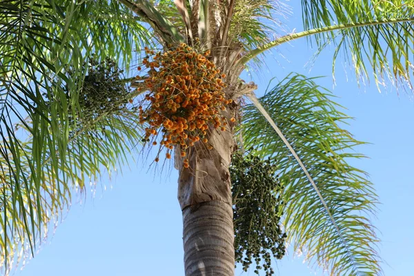 Giardino Della Città Alte Palme Nel Nord Dello Stato Israele — Foto Stock