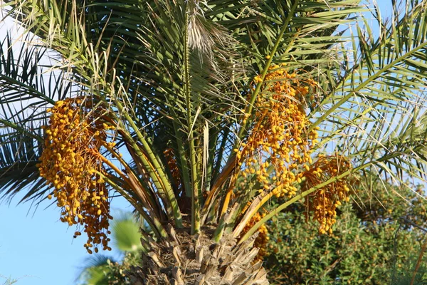 Jardín Ciudad Las Altas Palmeras Norte Del Estado Israel Una — Foto de Stock