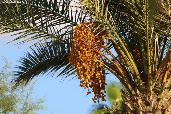 Dans Jardin Ville Sur Hauts Palmiers Dans Nord État Israël — Photo