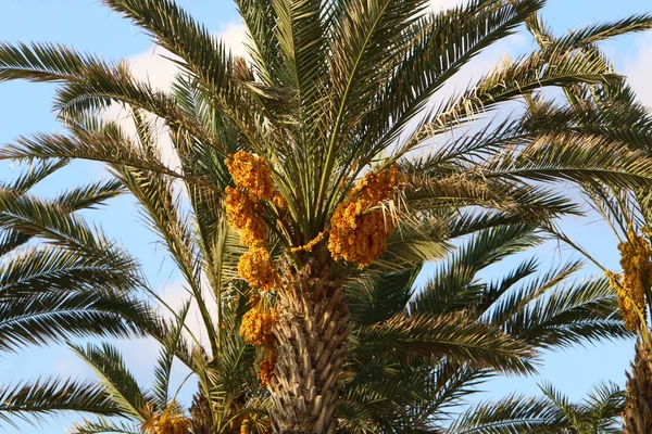 in a city garden on high palm trees in the north of the state of Israel a rich harvest of dates has ripened