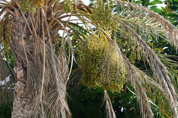 Jardín Ciudad Las Altas Palmeras Norte Del Estado Israel Una — Foto de Stock