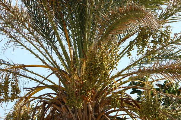 Een Stadstuin Hoge Palmbomen Het Noorden Van Staat Israël Een — Stockfoto