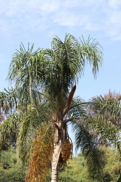 Dans Jardin Ville Sur Hauts Palmiers Dans Nord État Israël — Photo