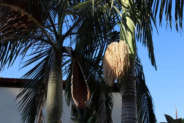 Einem Stadtgarten Auf Hohen Palmen Norden Des Staates Israel Ist — Stockfoto