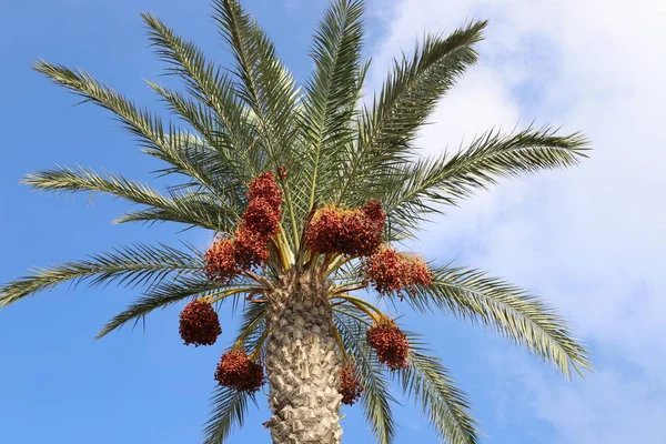 Jardín Ciudad Las Altas Palmeras Norte Del Estado Israel Una — Foto de Stock