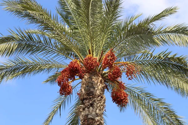 Jardín Ciudad Las Altas Palmeras Norte Del Estado Israel Una — Foto de Stock