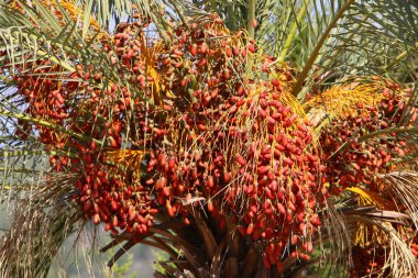İsrail 'in kuzeyindeki yüksek hurma ağaçlarının bahçesinde, tomurcukları nazik, olgun hurma ağaçları yetiştirilmiştir. 