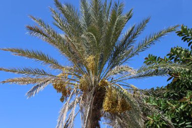 İsrail 'in kuzeyindeki yüksek hurma ağaçlarının bahçesinde, tomurcukları nazik, olgun hurma ağaçları yetiştirilmiştir. 