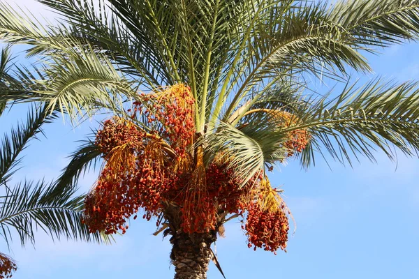 Jardín Ciudad Las Altas Palmeras Norte Del Estado Israel Una — Foto de Stock