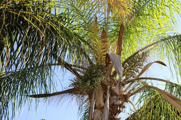 in a city garden on high palm trees in the north of the state of Israel a rich harvest of dates has ripened