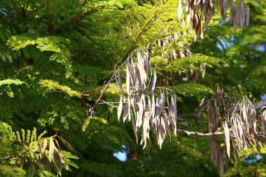 Sonbahar yapraklarının rengi Ekim sonu İsrail 'in kuzeyinde 