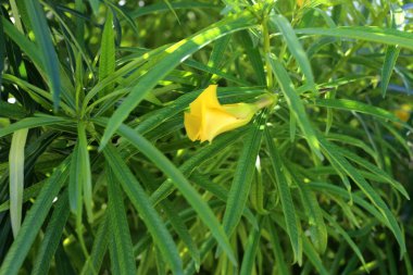Sonbahar yapraklarının rengi Ekim sonu İsrail 'in kuzeyinde 