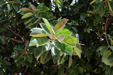 Sonbahar yapraklarının rengi Ekim sonu İsrail 'in kuzeyinde 