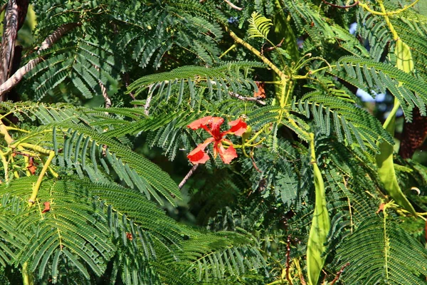 Color Las Hojas Otoño Finales Octubre Norte Israel — Foto de Stock