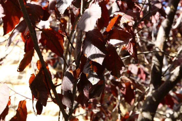Kleur Van Herfstbladeren Eind Oktober Het Noorden Van Israël — Stockfoto