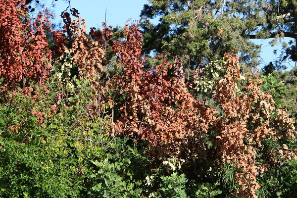 秋天树叶的颜色十月下旬在以色列北部 — 图库照片
