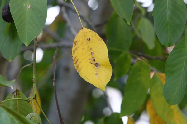 Couleur Des Feuilles Automne Fin Octobre Dans Nord Israël — Photo