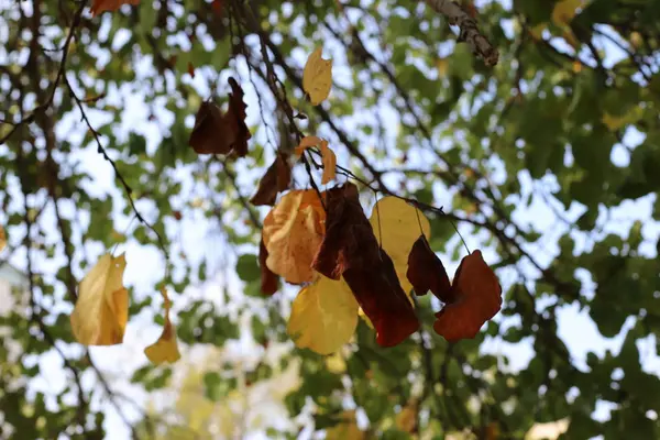 Kleur Van Herfstbladeren Eind Oktober Het Noorden Van Israël — Stockfoto