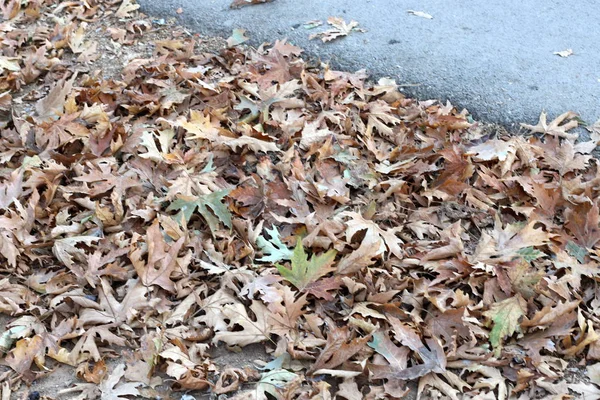 Kleur Van Herfstbladeren Eind Oktober Het Noorden Van Israël — Stockfoto