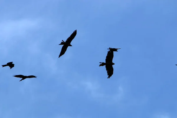 Fåglar Himlen Över Medelhavet Norra Delen Staten Vid Havet Till — Stockfoto
