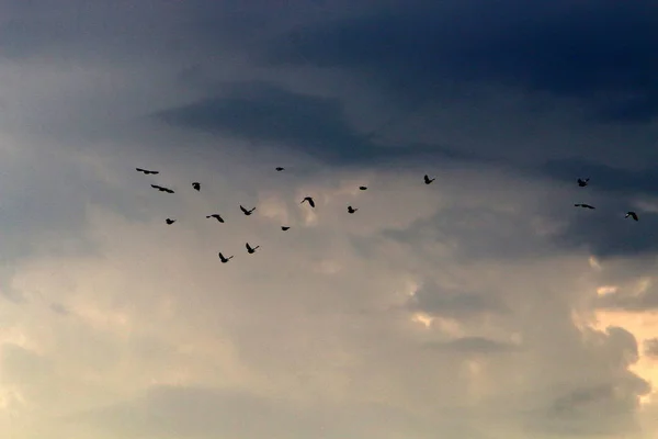 birds in the sky over the Mediterranean Sea in the north of the state by the sea to Israel